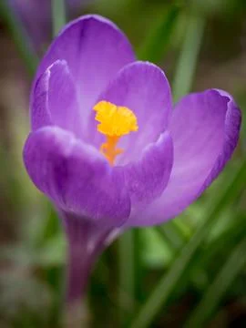 Crocus in bloom Stock Photos