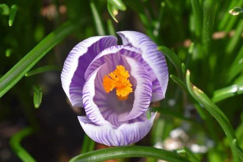 Crocus bloom Stock Photos