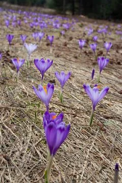 Crocus bloom at spring Stock Photos
