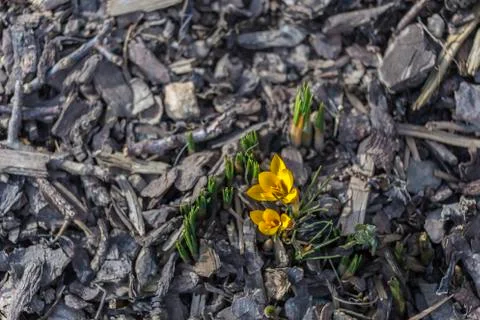 Crocus bloom in the spring Stock Photos
