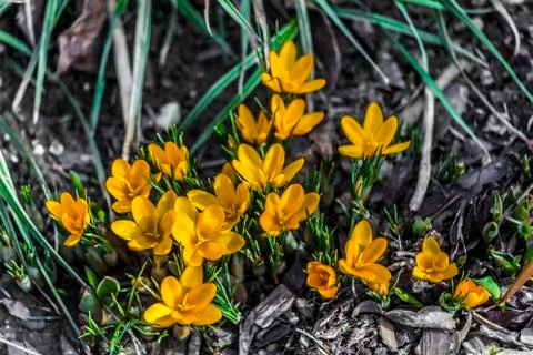 Crocus bloom in the spring Stock Photos