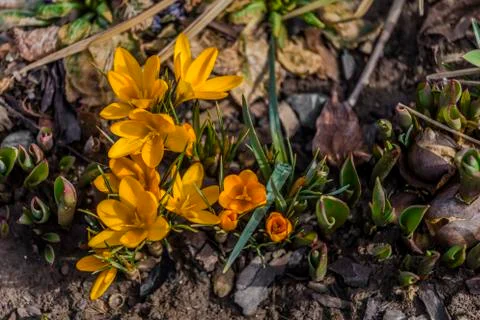 Crocus bloom in the spring Foto stock