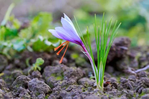 Crocus bloomed in the field. Saffron red stamens on a blurred background. Stock Photos
