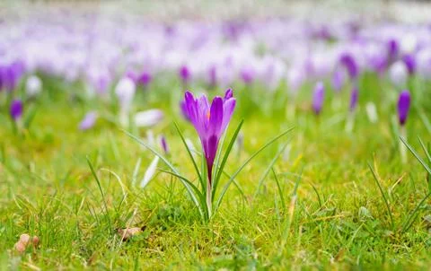 Crocus blooming in the meadow. Stock Photos