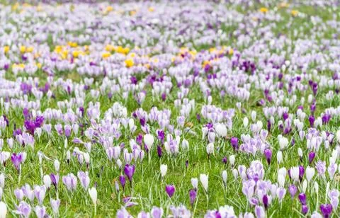 Crocus blooming in the meadow. Stock Photos