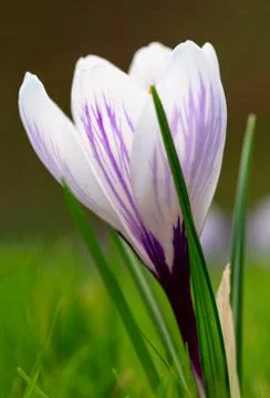 Crocus blooming in the meadow.  small depth of field (dof) Stock Photos