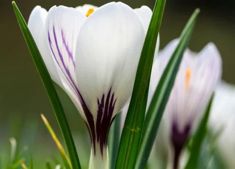 Crocus blooming in the meadow.  small depth of field (dof) Stock Photos