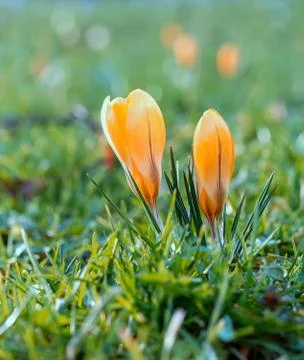 Crocus blooming in the meadow.  small depth of field (dof) Stock Photos