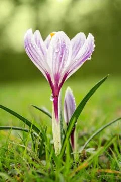 Crocus blooming in the meadow.  small depth of field (dof) Stock Photos