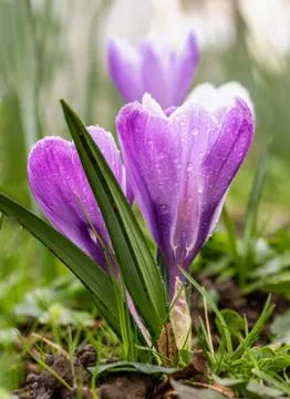 Crocus blooming in the meadow.  small depth of field (dof) Stock Photos
