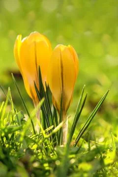 Crocus blooming in the meadow.  small depth of field (dof) Stock Photos