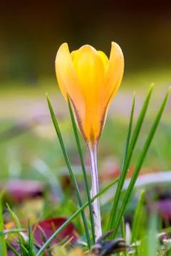 Crocus blooming in the meadow.  small depth of field (dof) Stock Photos