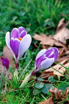 Crocus blooming in the meadow.  small depth of field (dof) Stock Photos
