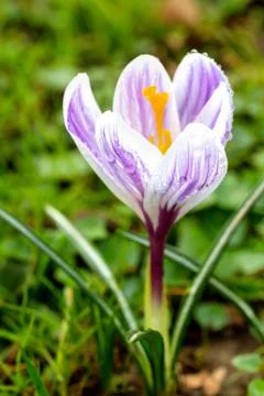 Crocus blooming in the meadow.  small depth of field (dof) Stock Photos
