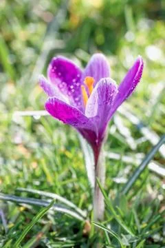 Crocus blooming in the meadow. small depth of field  Stock Photos