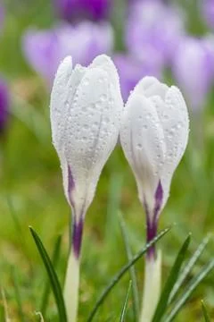Crocus blooming in the meadow. small depth of field  Stock Photos