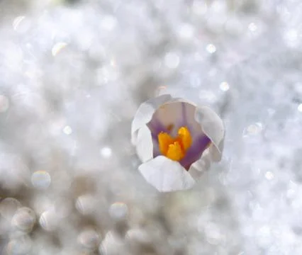 Crocus blooming in the snow Foto stock