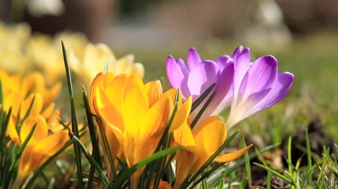 Crocus blooming in spring Stock Footage