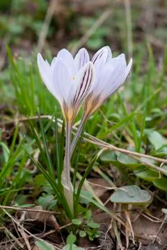 Crocus blooming in the woods. Foto stock
