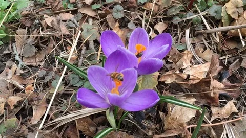 Crocus blossom and bee Stock Footage 90723694