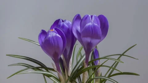 Crocus blossom bloom Stock-Footage 273698654