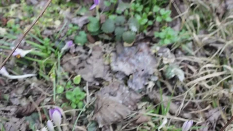 Crocus blossom Stock Footage 234044863
