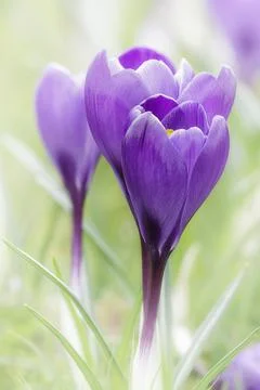 Crocus blossom in spring Stock Photos