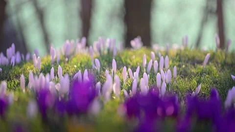 Crocus blossoms in green grass, vibrant spring colors, nature background, 4K Stock Footage 335301792