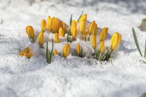 Crocus blossoms in the snow Stock Photos