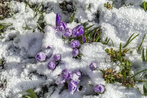 Crocus blossoms in the snow Stock Photos