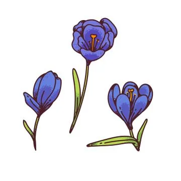 Crocus blue flowers spring primroses set for design greeting card. Outline Stock Illustration