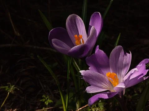 Crocus with broken pettles in deep shadows in spring Stock Photos