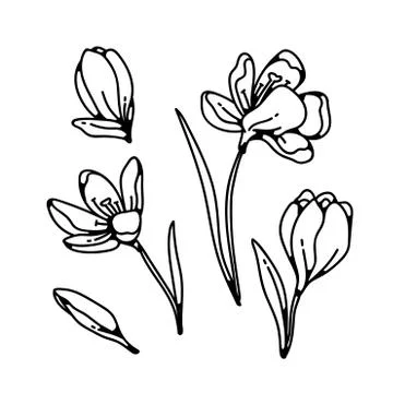 Crocus bud and flower spring primroses set outline black white sketch Stock Illustration