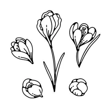Crocus bud and flowers spring primroses set line black white sketch illustration Stock Illustration