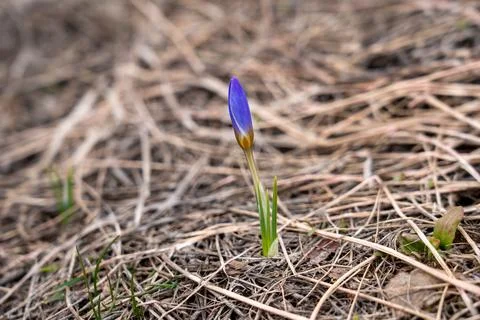 Crocus Bud Emerging from Soil in Early Spring, Symbol of New Life and Growth. Stock Photos