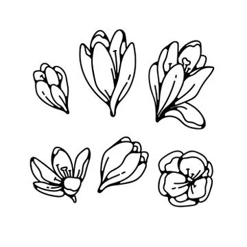 Crocus bud flowers spring primroses set outline black white sketch illustration. Illustrazione stock