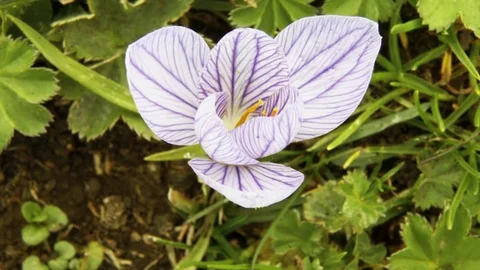 The crocus Bud opens 4K Time Lapse. Close up. Flora of Alpica in spring season Stock-Footage 83782894