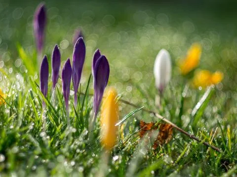 Crocus buddingin grass Stock Photos