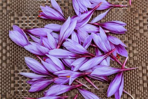 Crocus buds on a brown background. Saffron flowers. Stock Photos
