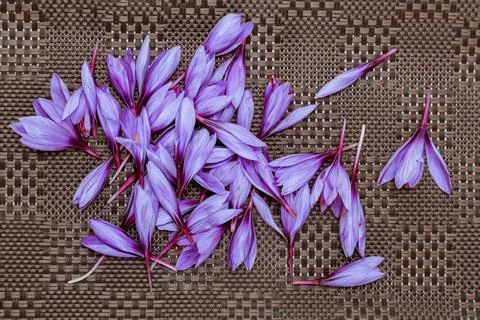 Crocus buds on a brown background. Saffron flowers. Stock Photos