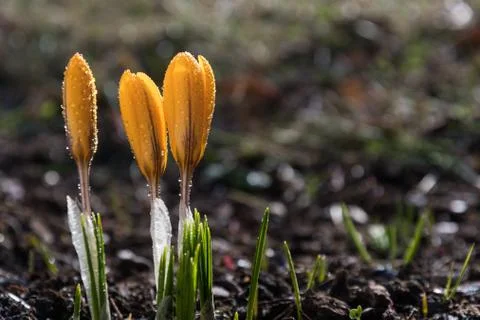 Crocus buds with dew drops Stock Photos
