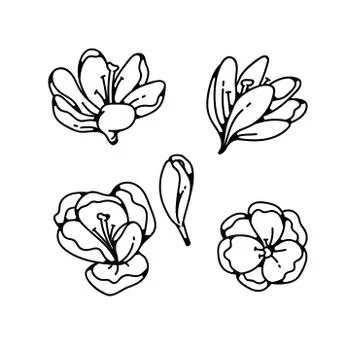 Crocus buds flower spring primroses set outline black white sketch illustration. Stock Illustration