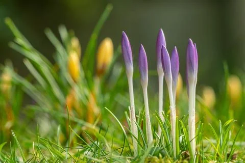 Crocus buds Stock Photos