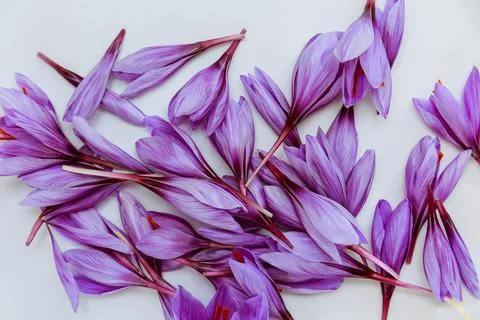 Crocus buds on a white background. Stock Photos