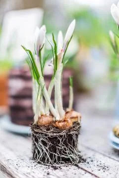 Crocus buds without a pot outside on old wooden table Фото