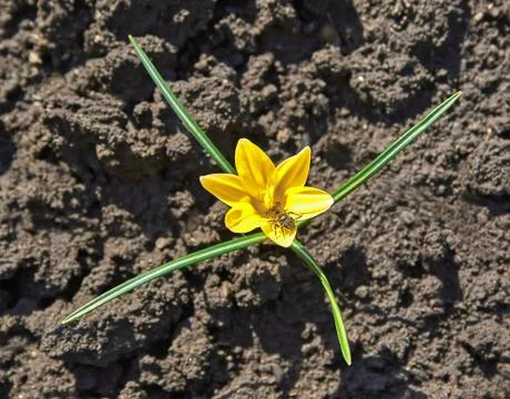 Crocus with bug Stock Photos