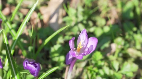 Crocus with bumble-bee Stock Footage 74079660