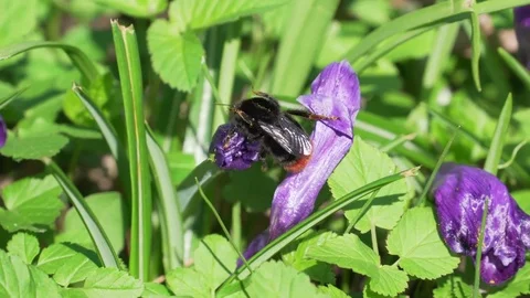 Crocus with bumble-bee Stock Footage 74079694