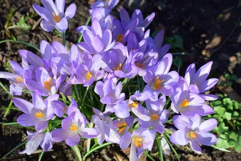 Crocus bundle on a meadow in the park Stock Photos