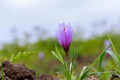 Crocus close up covered with early dew in the field. Blurred background. Stock Photos